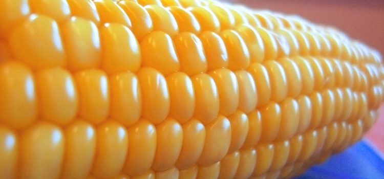 What are GMOs and how do they impact us?