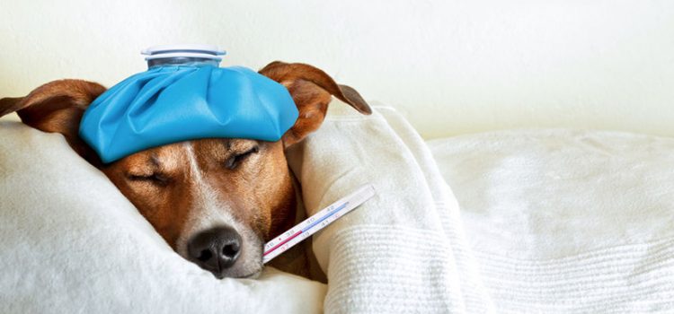 8 Natural Ways to Avoid Colds and Flu This Winter